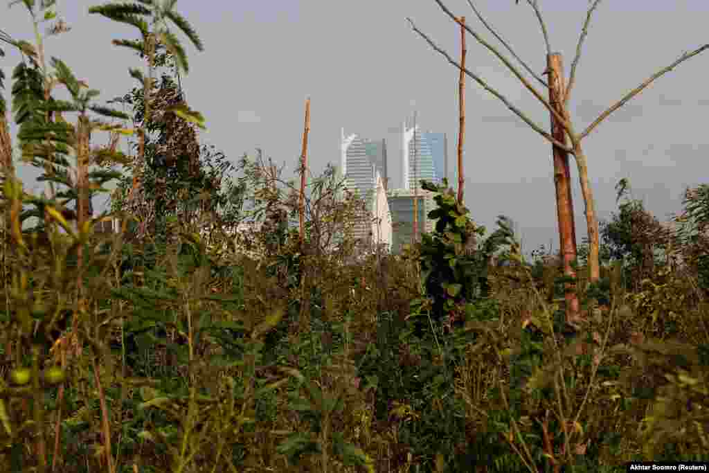 A picture taken in June 2022 captures the transformation as the greenery of trees and plants now obscures part of the Karachi skyline, welcoming insects and varieties of birds and animals who now live there.