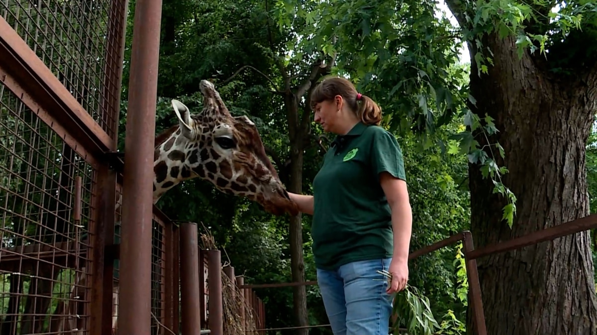 'only You Know How To Care For An Elephant': Kyiv Zookeeper Keeps Safe 