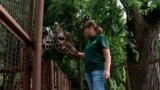 Kyiv Zookeeper Keeps Safe Amid War video grab 1