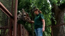 'Only You Know How To Care For An Elephant': Kyiv Zookeeper Keeps Safe To Care For Animals Amid War