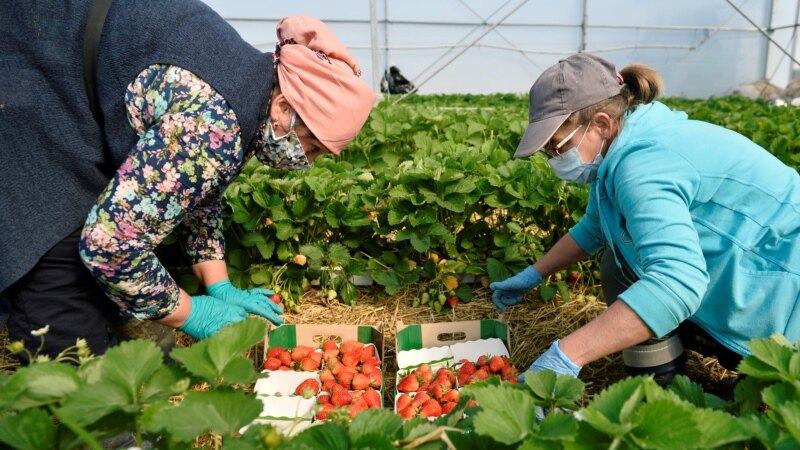 Analiză | De ce fermierii moldoveni nu își asigură terenurile împotriva secetei 
