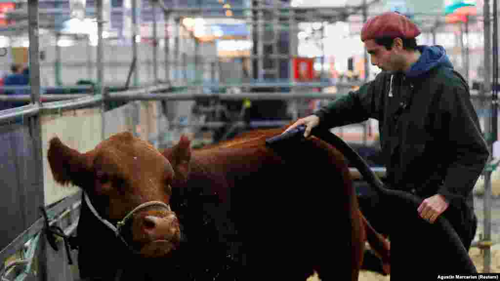 Radnik njeguje kravu pasmine Aberdeen Angus na godišnjoj izložbi 134. ruralnog društva, u izložbenom centru La Rural, u Buenos Airesu, Argentina, 24. juli.