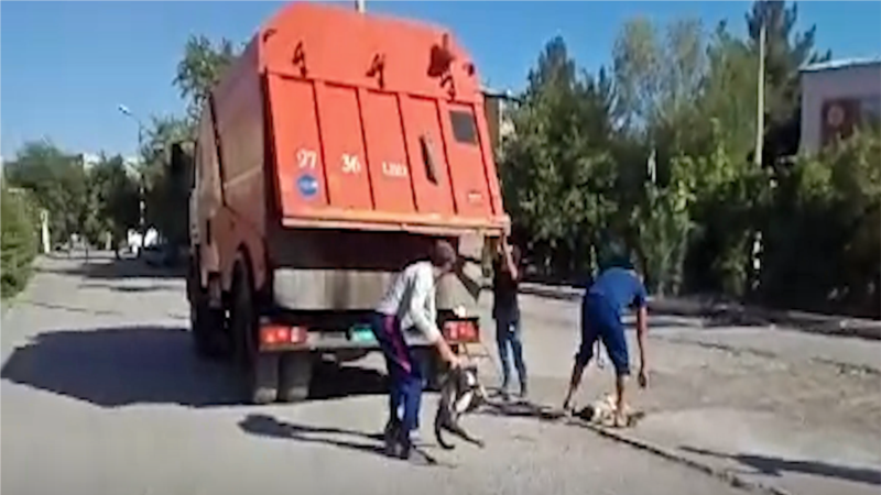 Türkmenabatda haýwanlara garşy gaýtadan güýçlenen ýowuzlyk gizlin amal edilýär