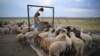 Pastir crpi vodu iz bunara uz rumunjsko isušeno jezero Amara 27. srpnja. Rumunjska je jedna od nekoliko zemalja u Europi koje su trenutno pogođene velikom sušom.