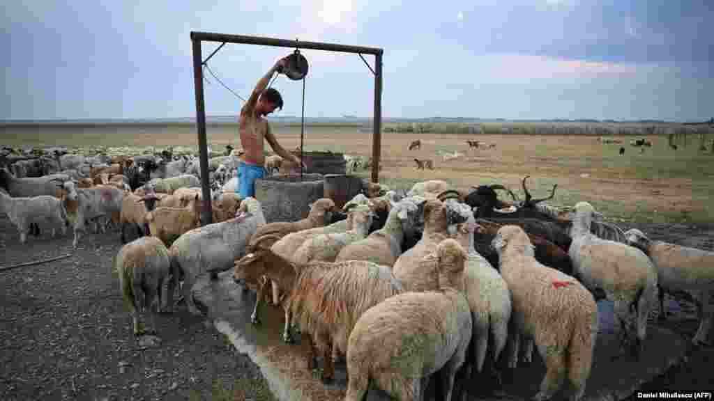 Pastir crpi vodu iz bunara uz rumunjsko isušeno jezero Amara 27. srpnja. Rumunjska je jedna od nekoliko zemalja u Europi koje su trenutno pogođene velikom sušom.