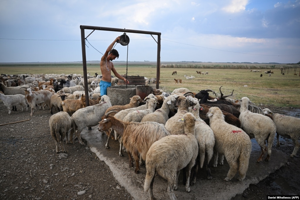 Një bari duke nxjerrë ujë nga një bunar pranë liqenit të tharë Amara, në Rumani, më 27 korrik. Rumania është njëri ndër vendet e Evropës që i ka mbërthyer thatësira e madhe.
