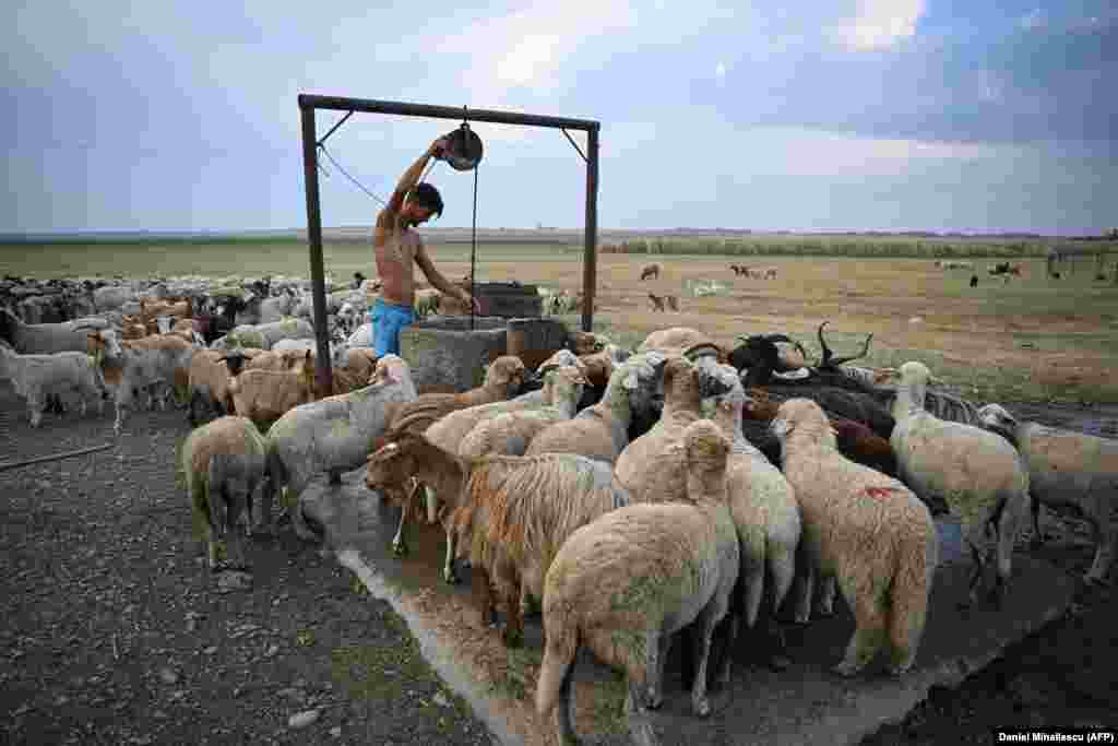 Un cioban scoate apă dintr-o fântână de pe malul lacului secat Amara, România, pe 27 iulie. România este una dintre cele câteva țări din Europa care se confruntă în prezent cu o secetă severă.