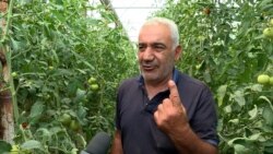 «Մենակ շուկան ա, որ գյուղացու մեջքին խփում է». բերքից գյուղատնտեսները գոհ են, բայց իրացնելը խնդիր է