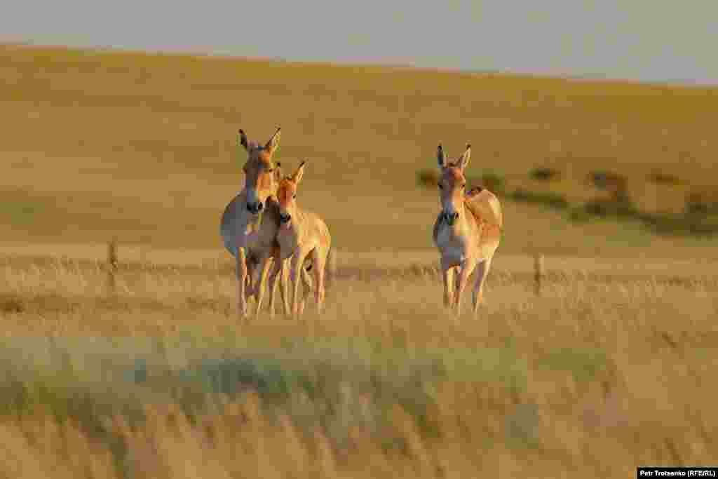 This is a family of kulans, a species of animal native to Central Asia that look similar to donkeys but are as speedy and agile as horses. &nbsp;