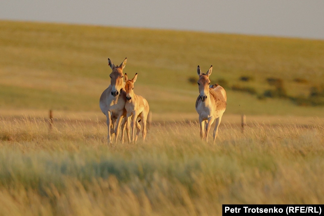 Қожайын жынды