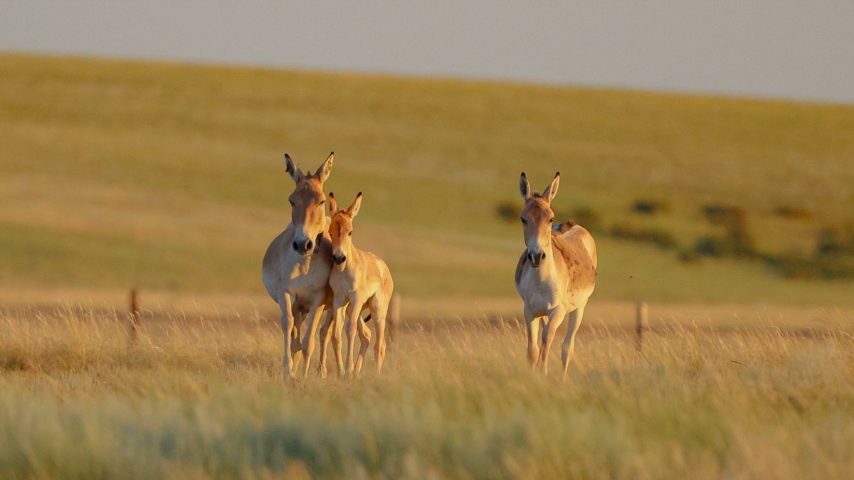 the-return-of-kazakhstan-s-endangered-kulans