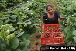 A seasonal worker picks strawberries in Faversham, England.