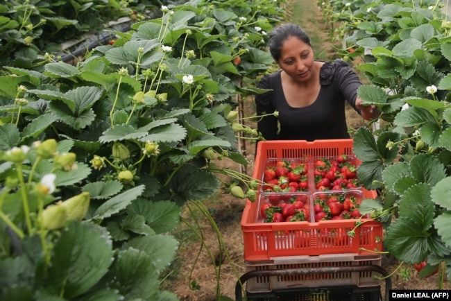 Сезонная работница собирает клубнику в Фавершеме, Великобритания