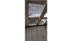 Белый_медведь_в_поселке_Диксон_в_Красноярском_крае.mp4