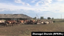 Возвращающиеся с пастбища в село коровы и овцы. Актюбинская область, июль 2022 года