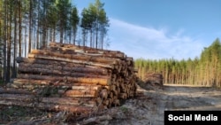 Вырубка леса в Сыктывдинском районе