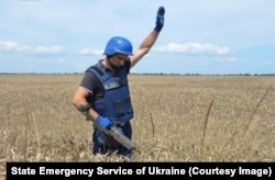 Сапер перевіряє пшеничне поле на наявність вибухівки. Чернігівщина, 29 липня