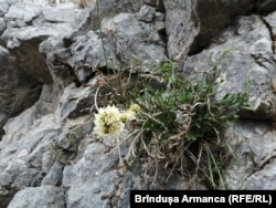 Specii autohtone ca Cephalaria leucantha cresc direct din stâncă