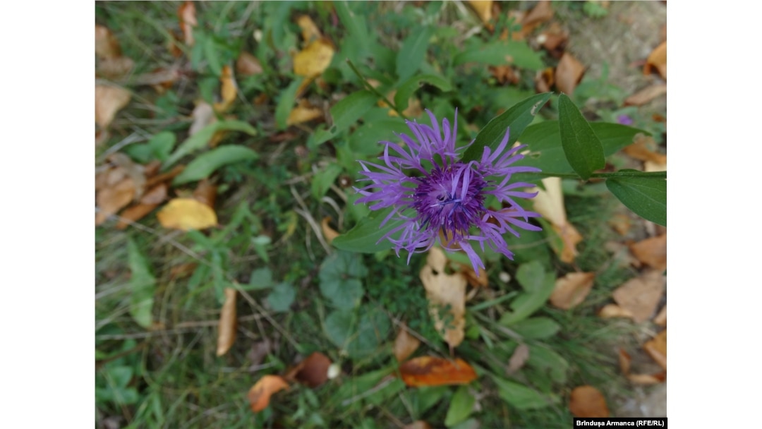 Centaurea montana îmbogățește biodiversitatea locurilor Banatului Montan