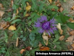 Centaurea montana îmbogățește biodiversitatea locurilor Banatului Montan