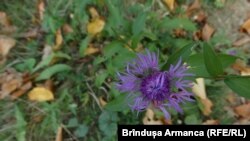 Romania. Flowers in the Nera biosystem