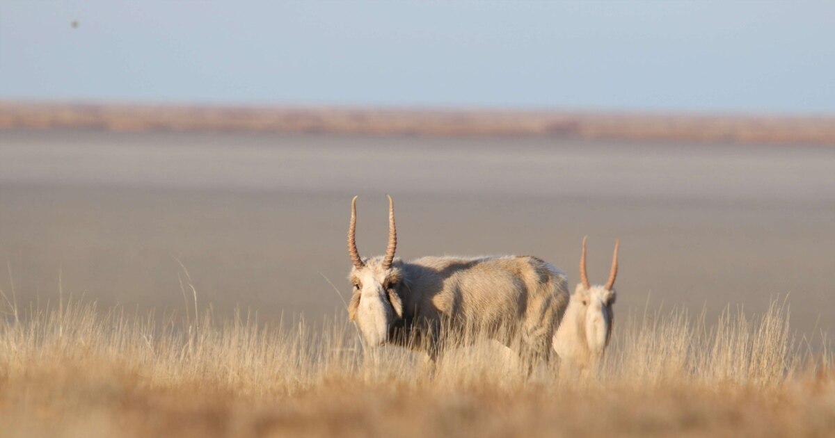Свингерлердің секс кешінің видеосы