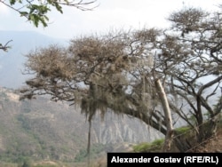 Засуха в Венесуэле, на бывшем месте влажного андского леса