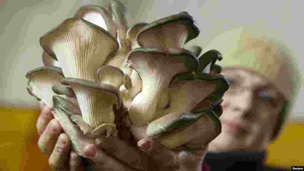 A worker holds oyster mushrooms at a private farm located inside the hangars at a former Soviet missile base in the Belarusian village of Minoity, some 160 kilometers west of Minsk. The farm cultivates and sells about 10 tons of oyster mushrooms each month in Belarus and neighboring countries. The mushrooms cost 23,000 Belarusian rubles ($2.70) per kilogram. (Reuters/Vasily Fedosenko)