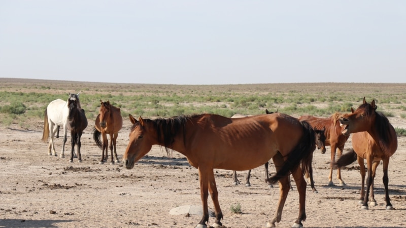БАҚ: Маңғыстау облысында қатты жел мен жаңбырдан жүзден астам жылқы қырылды
