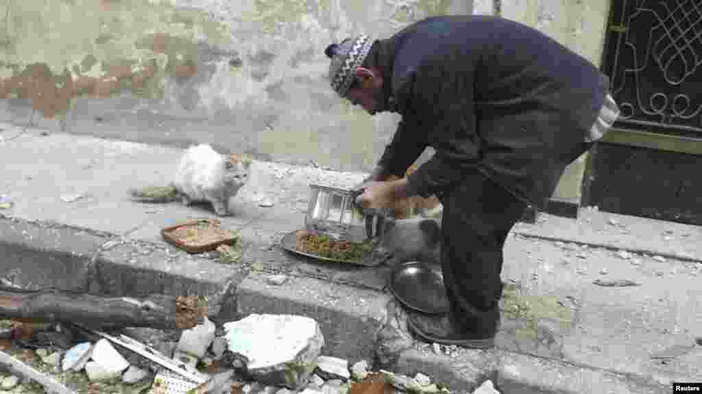 A man gives food to cats in the al-Khalidiya neighborhood of embattled Homs, Syria. (Reuters/Yazan Homsy)