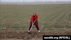 Бугунги кунда Ўзбекистонда ўқитувчининг мардикордан фарқи қолмади.