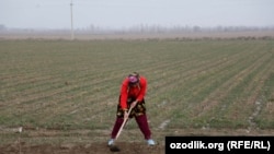 Фермеры Узбекистана трудятся в тяжелейших условиях и несут экономические убытки. 