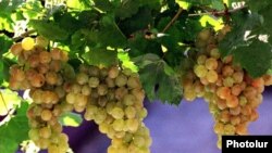 Armenia -- Grapes grown in the Ararat Valley.