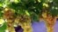 Armenia -- Grapes grown in the Ararat Valley.