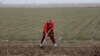 Seeds Of Doubt: Uzbek Farmers Fret Over Latest 'Improvement' Plan