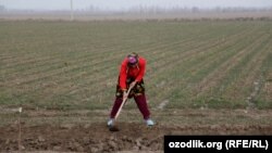 Farmers working small plots of land are worried about the reforms.