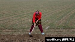 Uzbekistan - a young charwoman is working in the wheat field, 25Mar2012 