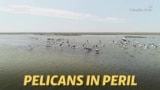 Reduced Bills: More Pelicans Bypass A Dying Russian Lake