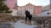 A dog drinks from an icy puddle in Esto Sadok, outside of Sochi. Shelters run by charities in the Sochi region only have enough space for a fraction of the stray population.