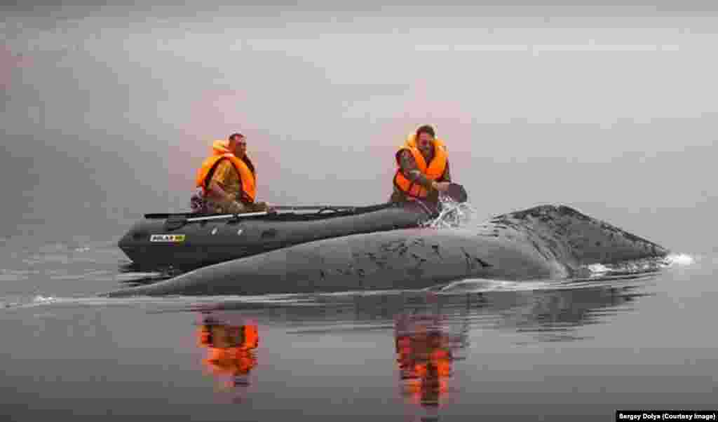 A bowhead whale that was stuck in the estuary of a river in Russia's Khabarovsk territory was eventually able to swim into the Sea of Okhotsk during high tide. Rescuers poured water on the whale to keep it hydrated until it could swim free. (Reuters/Sergei Dolya)