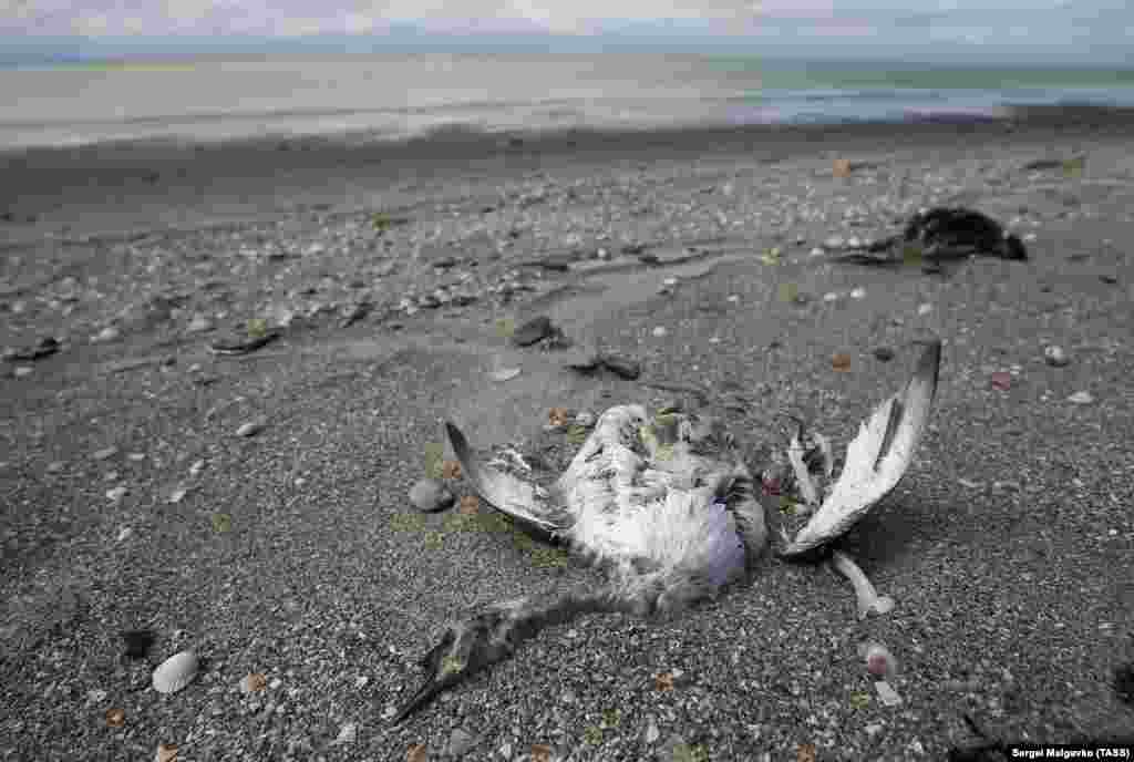 Кримський еколог Маргарита Литвиненко висловила Крим.Реалії думку, що подібна загибель птахів не може бути викликана природними причинами