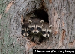 Яноты паласкуны