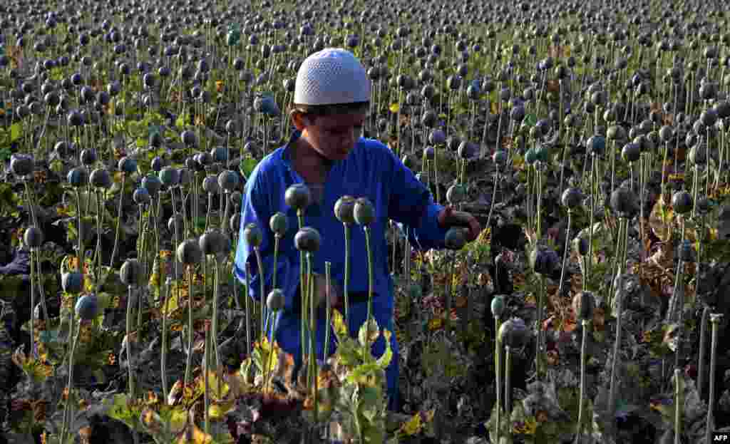 The child of an Afghan farmer harvests opium sap from a poppy field in Nangarhar Province near Jalalabad. Opium poppy cultivation in Afghanistan reached a record high in 2014, a UN report has revealed. (AFP/Noorullah Shirzada)