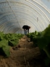 Bosnia and Herzegovina, Banja Luka, Vegetable gardener picking lettuce
December 23, 2024