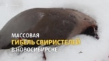 В Новосибирске спасают от гибели захмелевших птиц