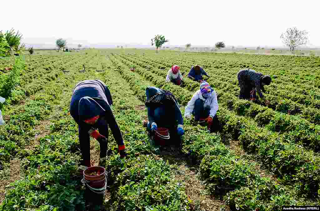 В начале сезона цена хорошая и относительно удовлетворительна. 