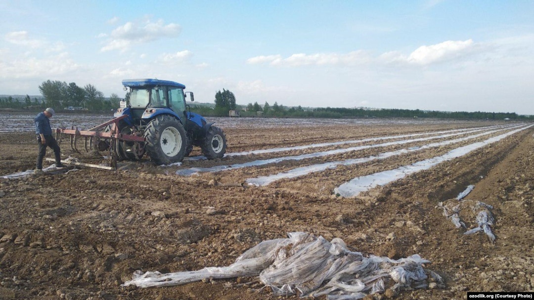 Бузиб ташланаётган полиз экинлари