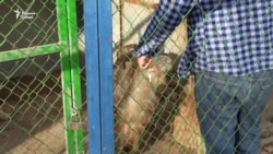 Гузориш аз Боғи ҳайвоноти шаҳри Хуҷанд