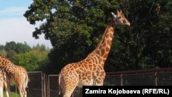 საილუსტრაციო ფოტო