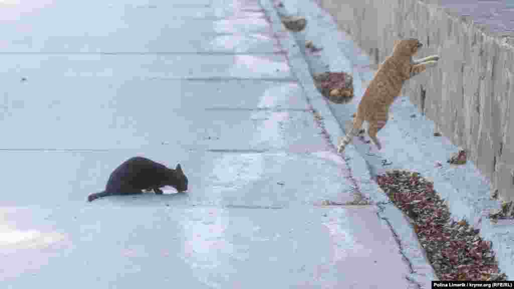 Бродячий кот запрыгивает на забор на одной из улиц Бахчисарая